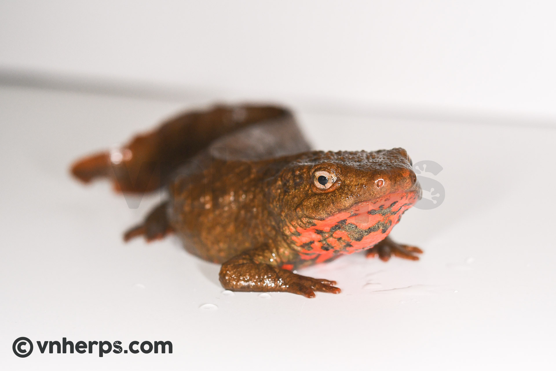 Paramesotriton deloustali